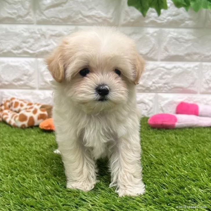 ID:2407-01427の子犬