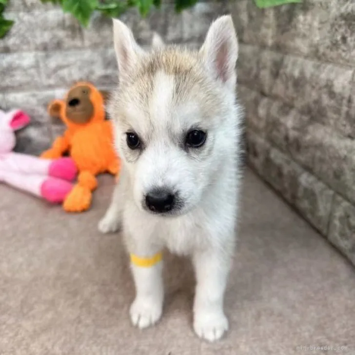 ID：2307-03369の子犬
