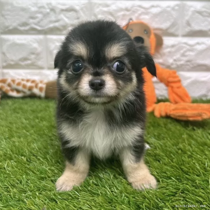 ID:2408-08655の子犬