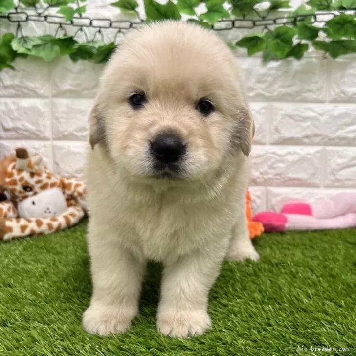 ID:2406-01165の子犬