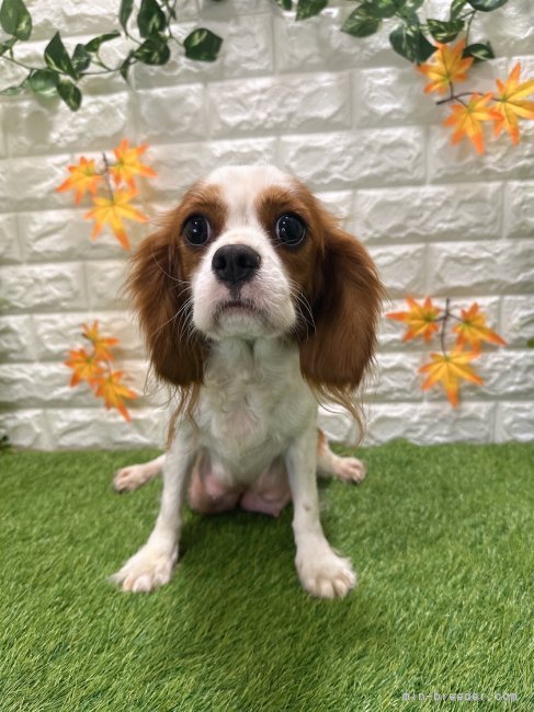 キャバリア【・女の子・2024年4月3日・ブレンハイム】