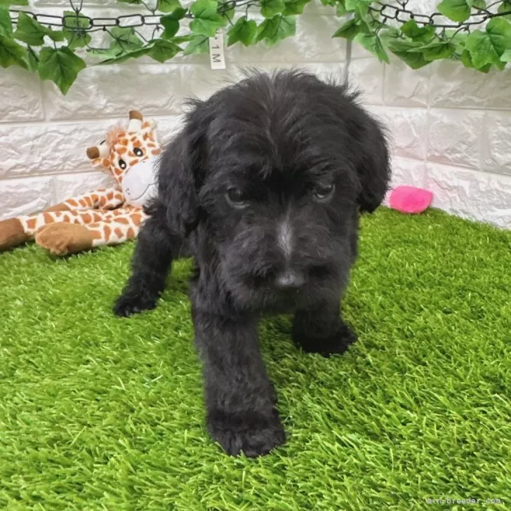 ID：2312-06722の子犬