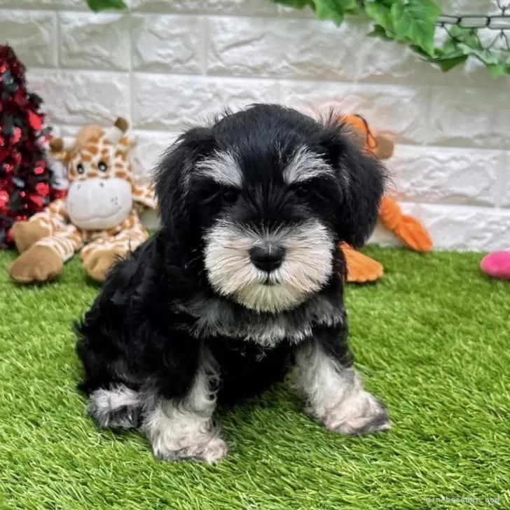 ID：2408-06470の子犬