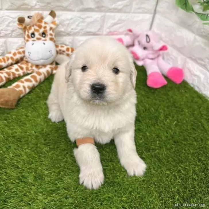 ID：2312-03329の子犬