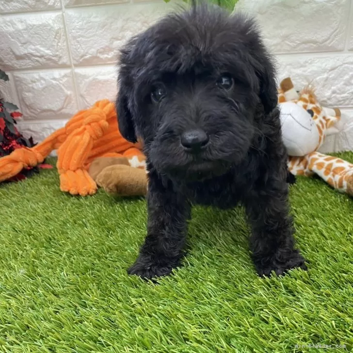 ID：2312-06723の子犬