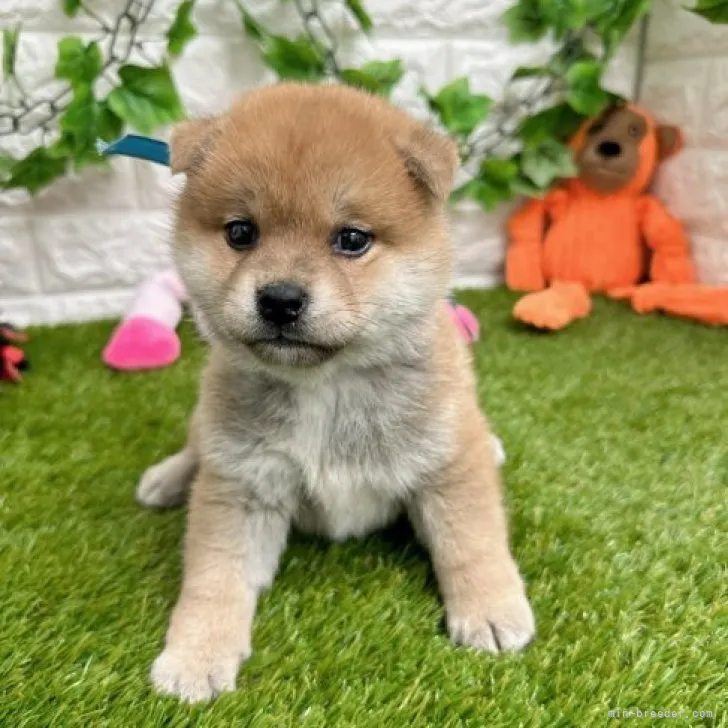ID：2304-00656の子犬