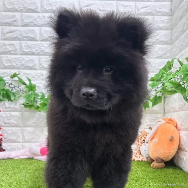 ID:2404-05576の子犬