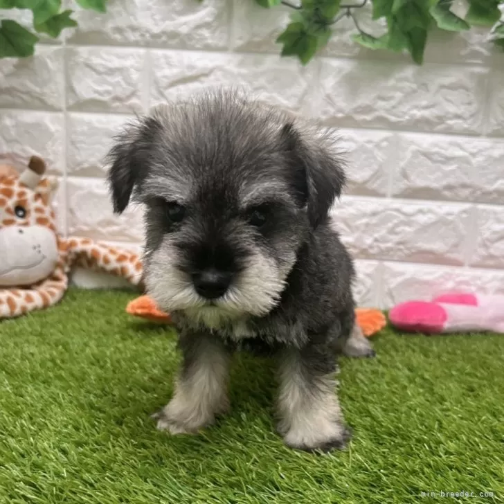 ID：2408-01749の子犬