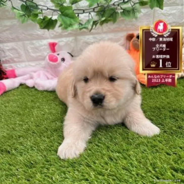 ID：2310-05830の子犬