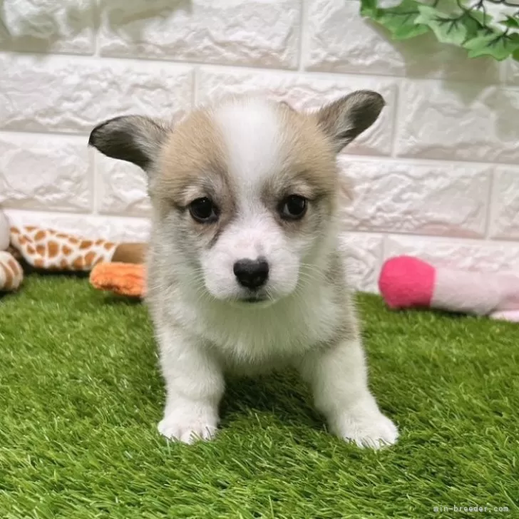 ID：2409-06610の子犬