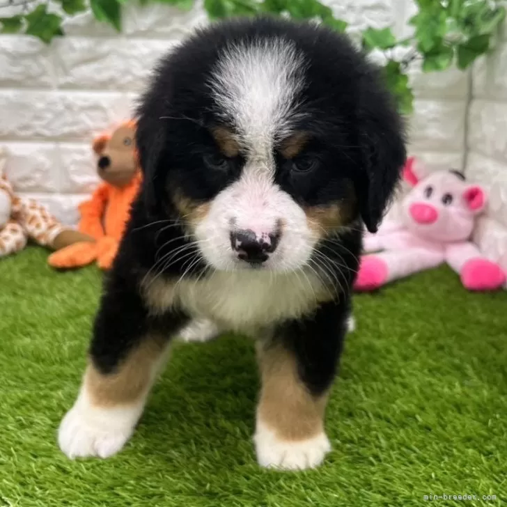 ID：2407-01027の子犬