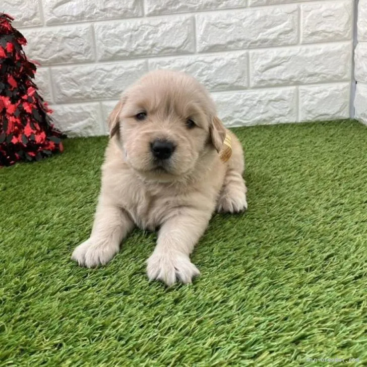 ID：2212-03330の子犬