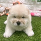 チャウチャウ