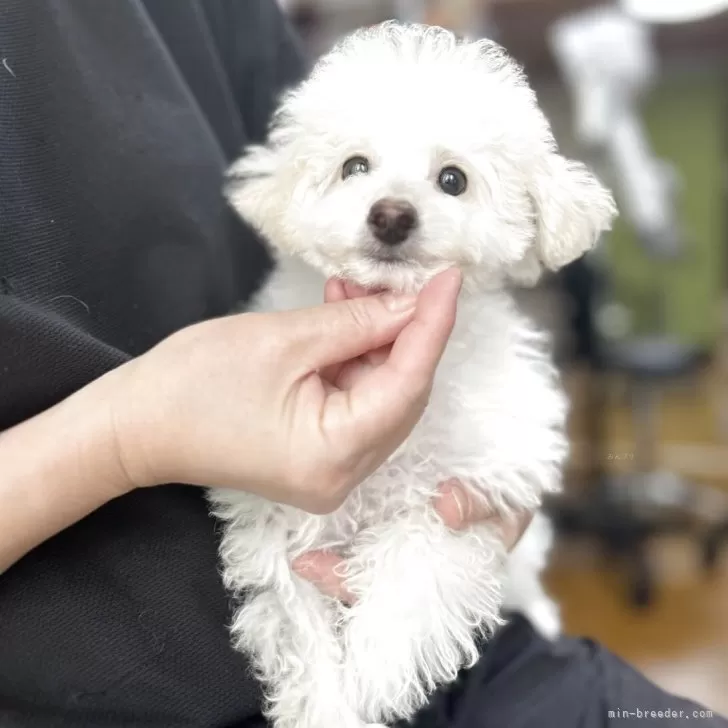 ティーカッププードル【徳島県・女の子・2025年7月12日・ホワイト】の写真1