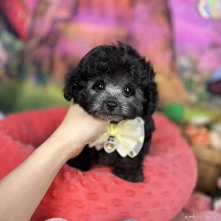 ID：2410-03680の子犬