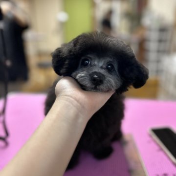 トイプードル(タイニー)【徳島県・男の子・2025年9月3日・シルバー】の写真「ぱっちりした目」