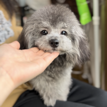 トイプードル(ティーカップ)【徳島県・女の子・2025年4月18日・シルバー】の写真「小さな女の子」