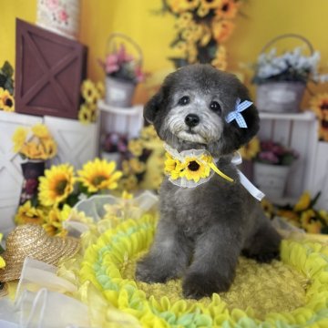 トイプードル(タイニー)【徳島県・男の子・2025年3月24日・シルバー】の写真「足とマズル短く　優しいお顔立ち　かなりの童顔」