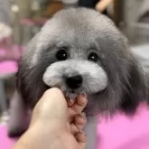 タイニープードル