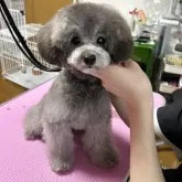 タイニープードル