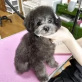 タイニープードル