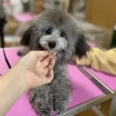 タイニープードル