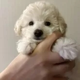 ティーカッププードル【徳島県・女の子・2025年7月12日・ホワイト】の写真4