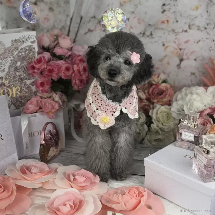 ID:2308-03468の子犬