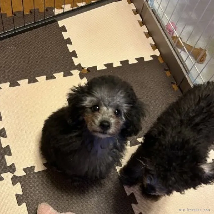 ID:2308-03466の子犬