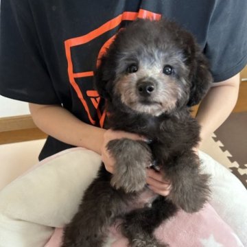 トイプードル(トイ)【徳島県・男の子・2023年7月9日・シルバー】の写真「小ぶりで可愛い　」