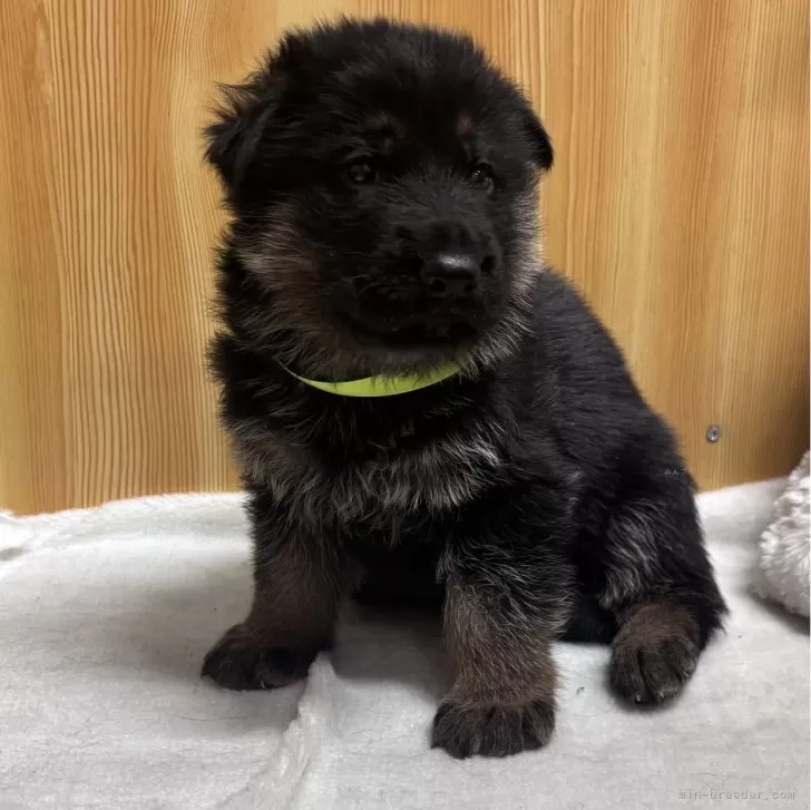 ジャーマン・シェパード・ドッグ【埼玉県・男の子・2025年12月9日・ブラックタン】の写真1