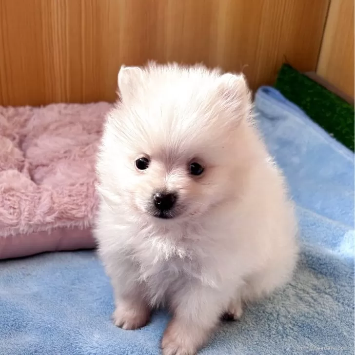 ポメラニアン【埼玉県・女の子・2025年10月12日・クリーム】の写真1