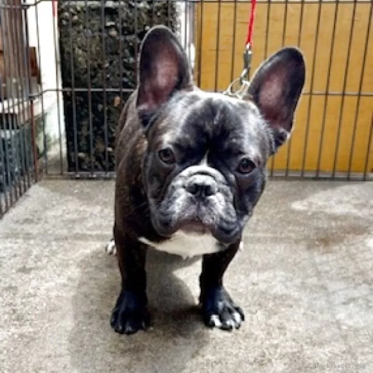 ID：2411-03117の子犬