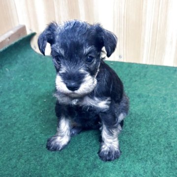 ミニチュアシュナウザー【埼玉県・女の子・2025年4月1日・ブラック・シルバー】の写真「かわいいシュナちゃん スクスク成長中」