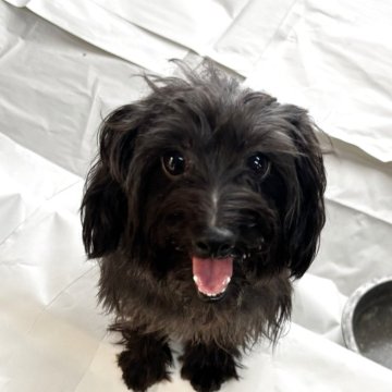 ヨープー(トイプードル×ヨークシャーテリア)【埼玉県・男の子・2024年7月10日・ブラック】の写真「毎日兄妹で元気に遊んでます ♪」