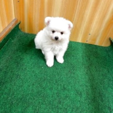 ポメラニアン【埼玉県・女の子・2025年4月30日・クリーム】の写真「元気な女の子　ふわモコちゃん」