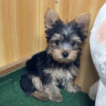 ヨークシャーテリア【埼玉県・男の子・2024年12月1日・スチールブルータン】の写真「可愛いヨークシャテリアの赤ちゃんです」