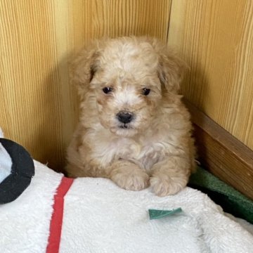 マルプー(トイプードル×マルチーズ)【埼玉県・女の子・2024年11月28日・クリーム】の写真「小さくて元気いっぱいのマルプーです」