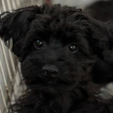 ヨープー(トイプードル×ヨークシャーテリア)【埼玉県・男の子・2024年7月10日・ブラック】の写真「毎日兄妹で元気に遊んでます ♪」