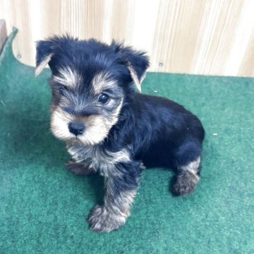 ヨークシャーテリア【埼玉県・女の子・2025年3月1日・スチールブルータン】の写真「かわいいヨーキーちゃんです」