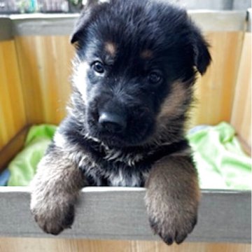 ジャーマン・シェパード・ドッグ【埼玉県・男の子・2025年4月5日・ブラックタン】の写真「すくすく成長中です」