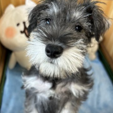 ミニチュアシュナウザー【埼玉県・女の子・2024年9月20日・ソルト&ペッパー】の写真「ソルト&ペッパー女の子」