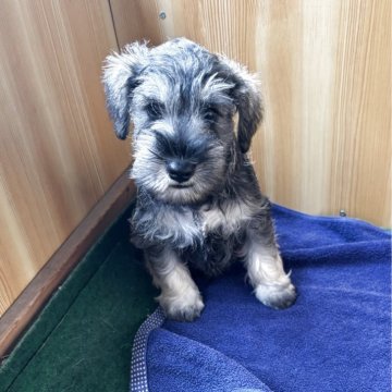 ミニチュアシュナウザー【埼玉県・男の子・2025年5月20日・ソルトアンドペッパー】の写真「ミニチュアシュナウザー5兄妹」
