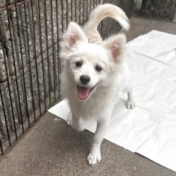 ポメラニアン【埼玉県・男の子・2024年11月29日・クリーム】の写真「ふわモコの可愛いポメちゃん」