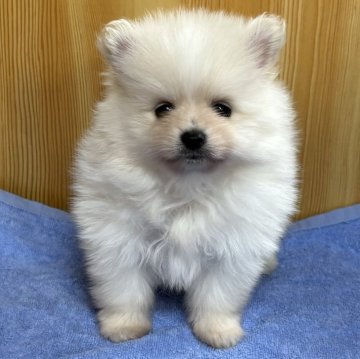 ポメラニアン【埼玉県・女の子・2024年10月10日・クリーム】の写真「クリーム ふわもこちゃん」