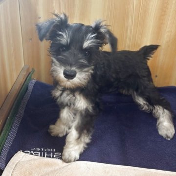 ミニチュアシュナウザー【埼玉県・女の子・2025年6月13日・ブラックアンドシルバー】の写真「ミニチュアシュナウザー5兄妹」