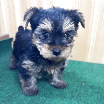 ヨークシャーテリア【埼玉県・男の子・2025年3月1日・スチールブルータン】の写真「かわいい ヨーキーちゃんのご案内です」