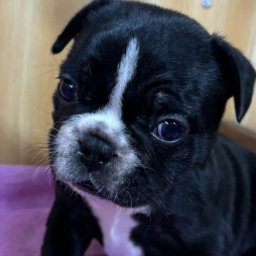 フレンチブルドッグ【埼玉県・男の子・2024年10月4日・ブリンドル&ホワイト】の写真「すくすく成長中！」