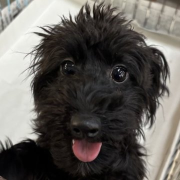 ヨープー(トイプードル×ヨークシャーテリア)【埼玉県・女の子・2024年7月10日・ブラック】の写真「毎日兄妹で元気に遊んでます ♪」