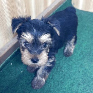 ヨークシャーテリア【埼玉県・女の子・2025年3月1日・スチールブルータン】の写真「かわいいヨーキーの子犬が生まれました」